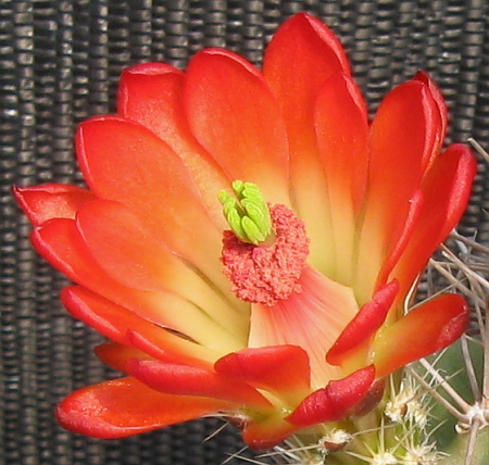 [Claret Cup Bloom]